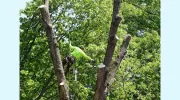 Mead Tree & Turf Care