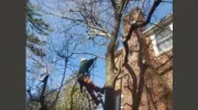 Liberty Tree & Landscape Management