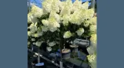Toadflax Nursery