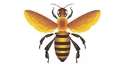 Buzz Landscaping