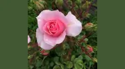 Surry Gardens