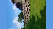 Aesthetic Gardener