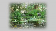 Natural Water Gardens