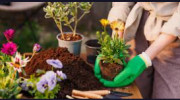 Backyard Gardener