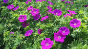Cape Shore Gardens Nursery