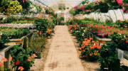 Madison Flower Shop & Garden