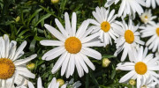 Western Garden Nursery
