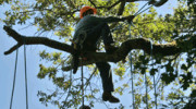 Marin County Arborists