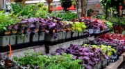 Page Road Garden Center