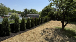 Tree Planting Project in Bath PA