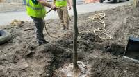 Tree Planting