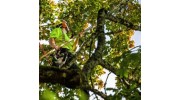 Tree Pruning