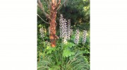 Kapa Landscape Design