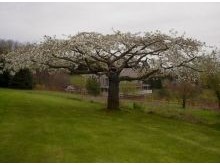 Tree Pruning