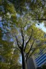 Tree Structure Evaluation