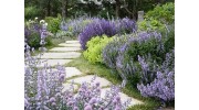 Garden Maintenance