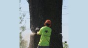 T & L Tree Service
