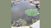 Jackson's Nursery
