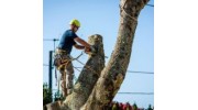 Tree Removal