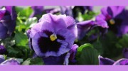 Spencer's Lawn & Garden Centers