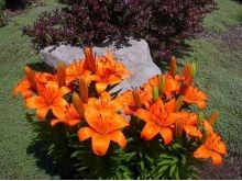 Orange Lilies