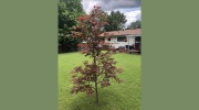 Haegele Nursery & Garden Center