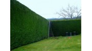 Hedges