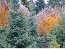 Miscanthus