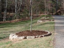 Tree Landscaping