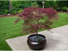 Japanese maple pruning
