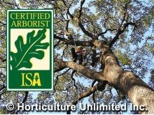 ISA Certified Arborists