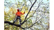 Tree Services