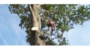 24 Hour Tree Service