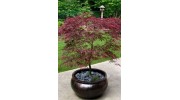 M. D. Vaden Portland Tree and Portland Landscape Design