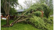 Tree Removal