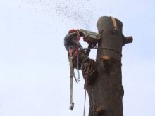 Tree Removal