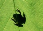 Insect & Disease Management