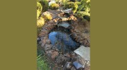 Pondmagic Water Gardens