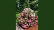 Bemis Farms Nursery